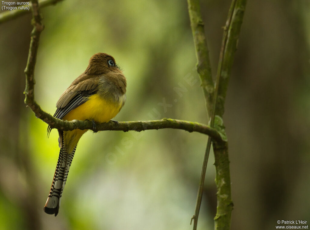 Trogon aurore femelle adulte