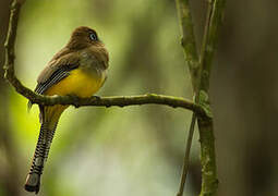 Amazonian Black-throated Trogon