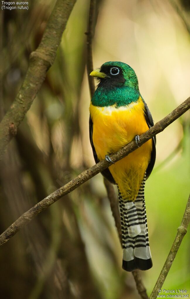 Trogon aurore mâle adulte