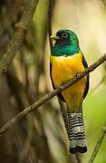 Amazonian Black-throated Trogon