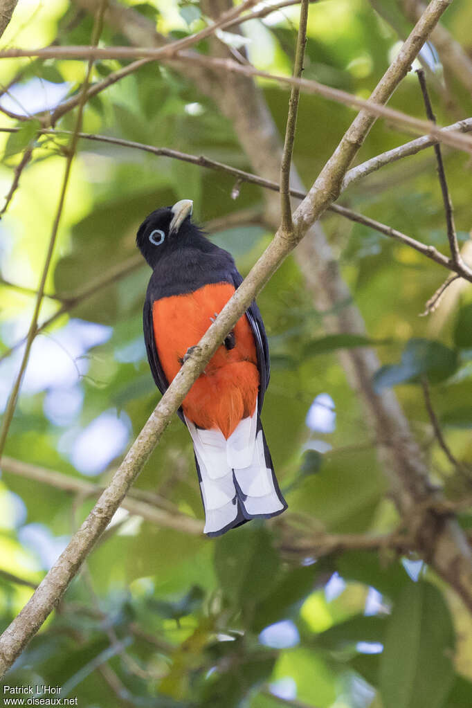 Trogon de Baird mâle adulte, identification