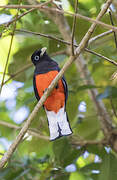 Trogon de Baird