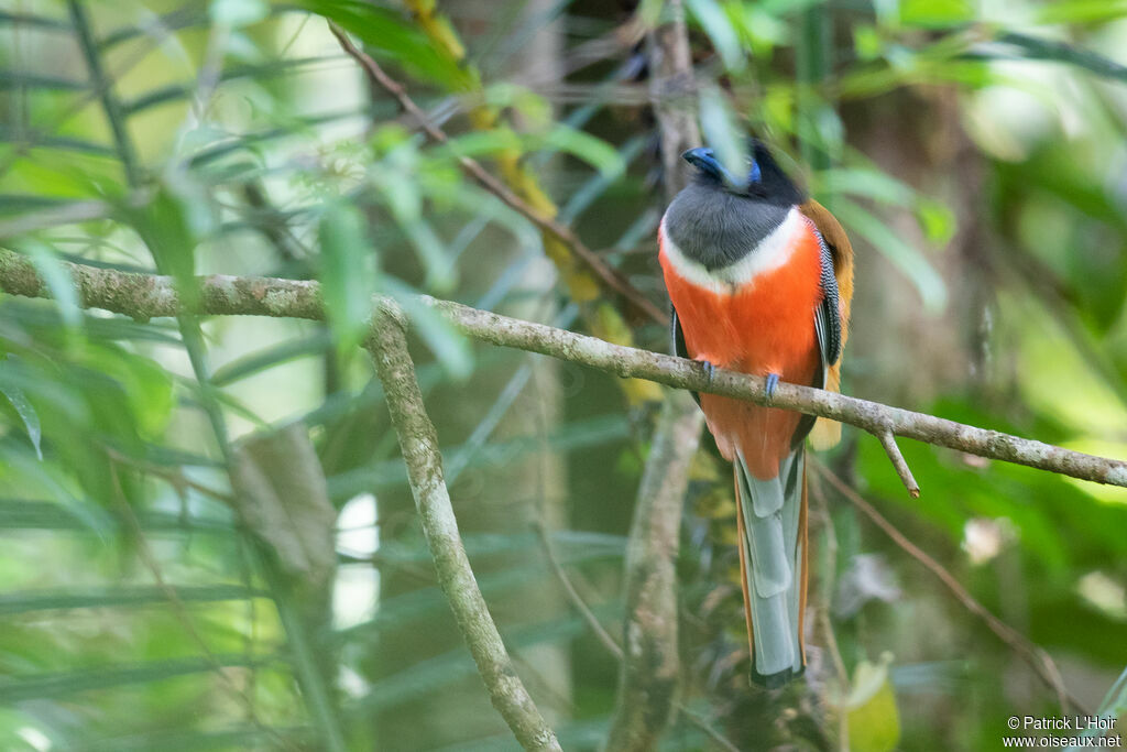 Trogon de Malabar mâle adulte