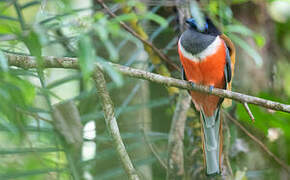 Trogon de Malabar