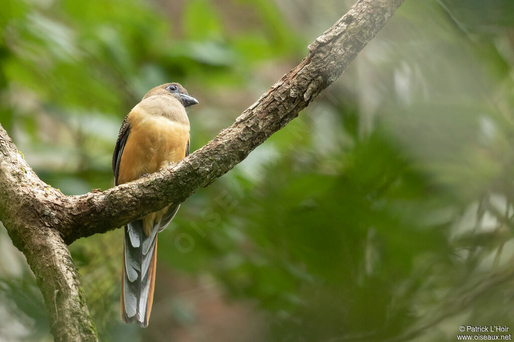 Trogon de Malabar femelle adulte