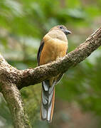 Trogon de Malabar