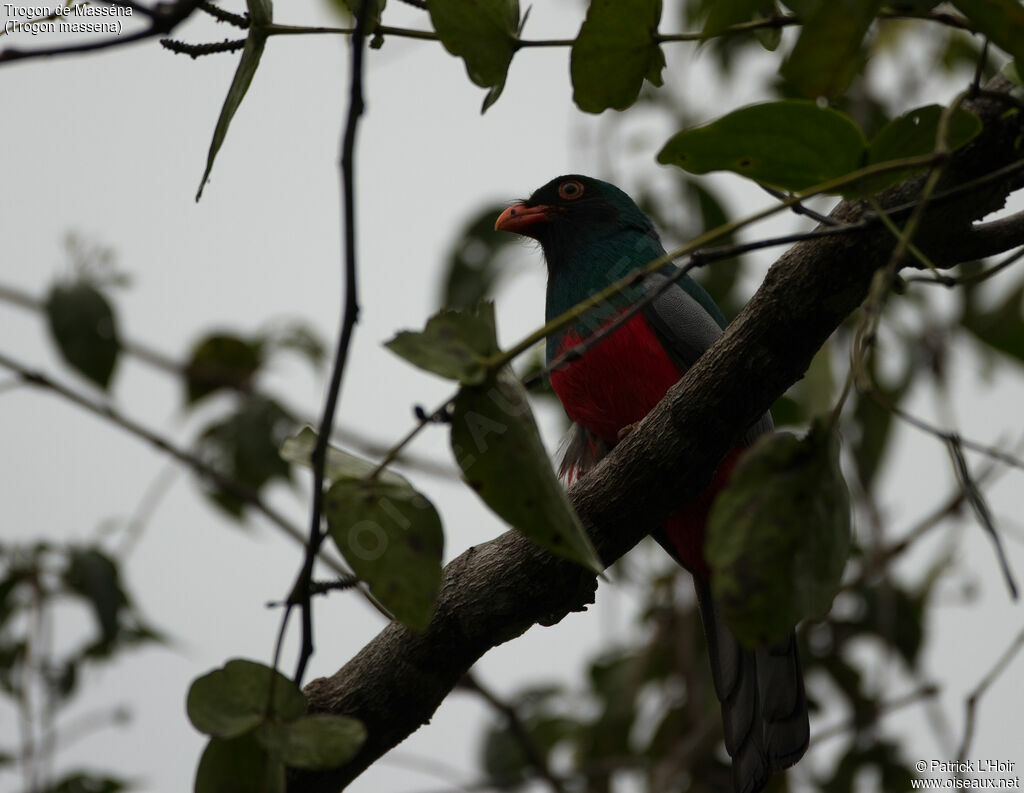 Trogon de Masséna mâle adulte