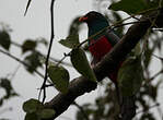 Trogon de Masséna