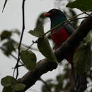 Trogon de Masséna