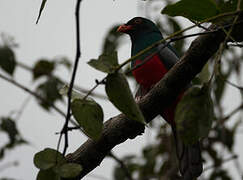 Slaty-tailed Trogon