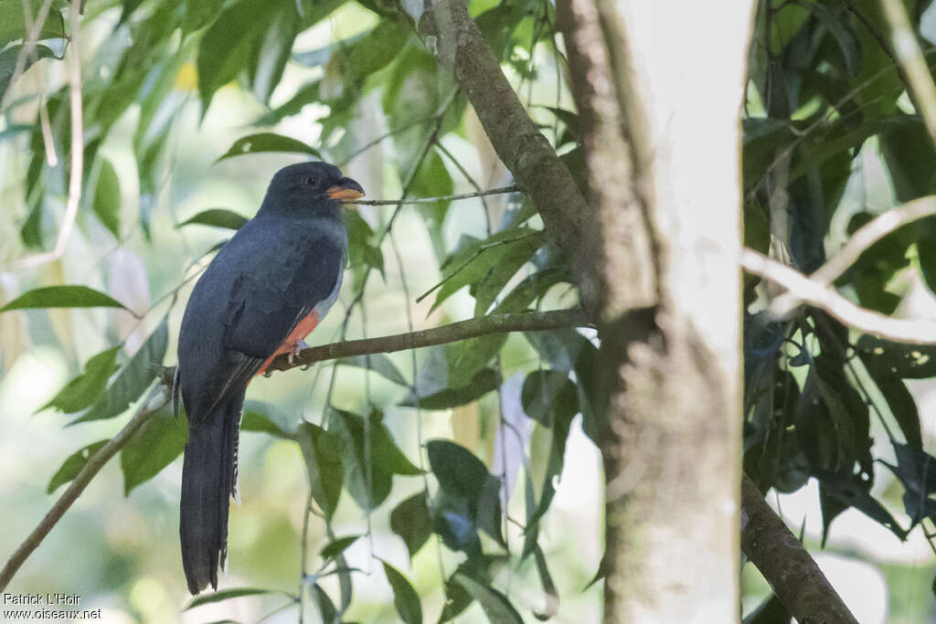 Lattice-tailed Trogon