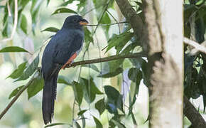 Lattice-tailed Trogon