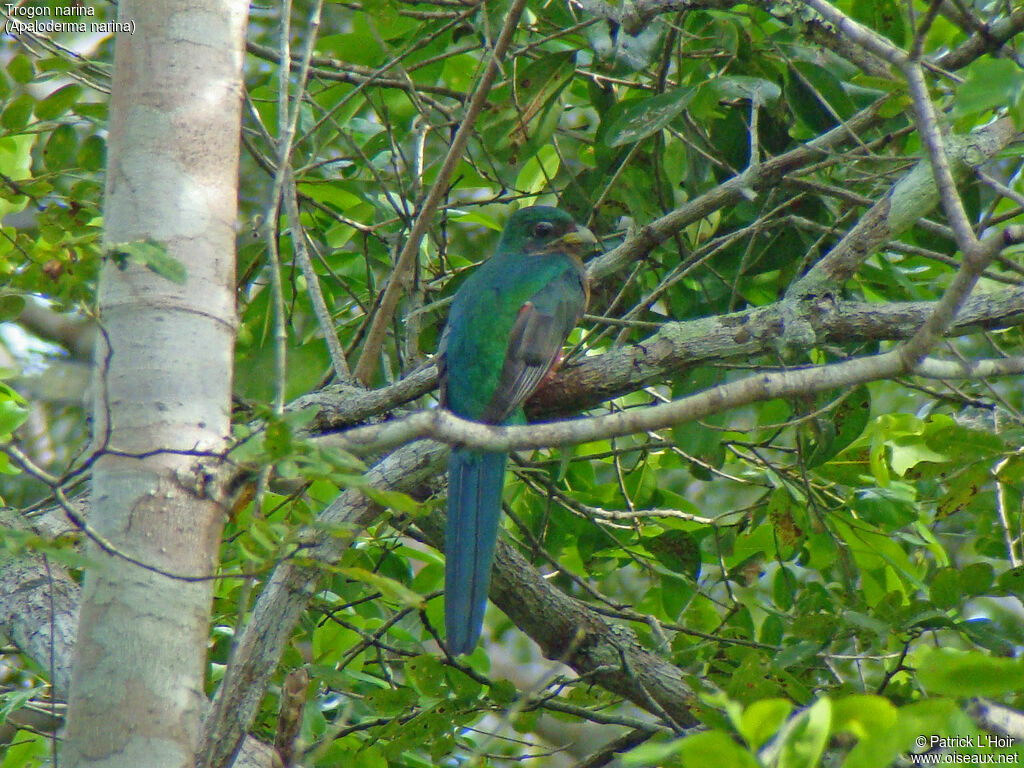 Narina Trogon