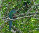 Trogon narina