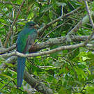 Trogon narina