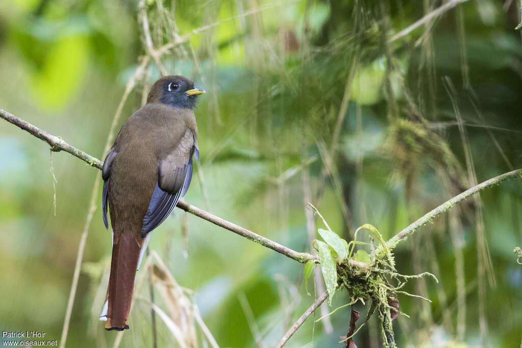 Collared Trogon female adult, pigmentation