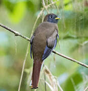 Collared Trogon