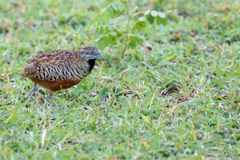 Barred Buttonquail male adult
