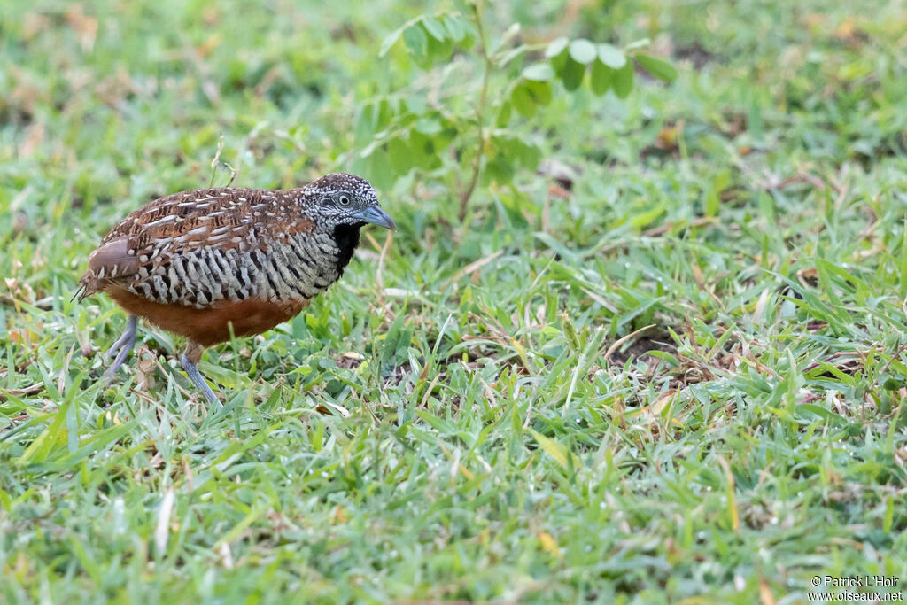 Barred Buttonquail male adult