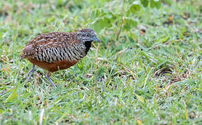 Barred Buttonquail