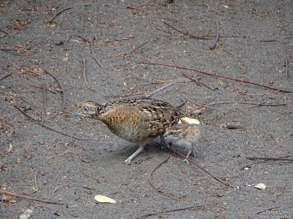 Madagascar Buttonquail