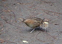 Madagascar Buttonquail