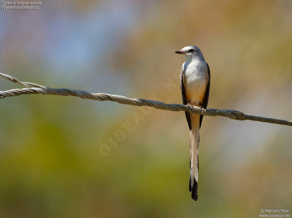 Scissor-tailed Flycatcheradult