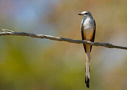 Scissor-tailed Flycatcher