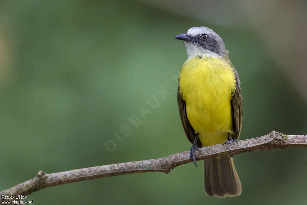 Grey-capped Flycatcheradult