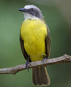 Grey-capped Flycatcher