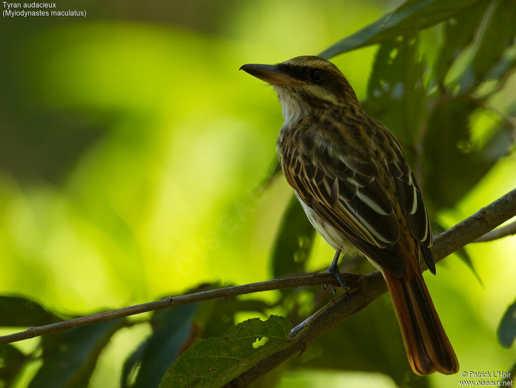 Streaked Flycatcheradult