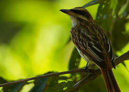 Streaked Flycatcher