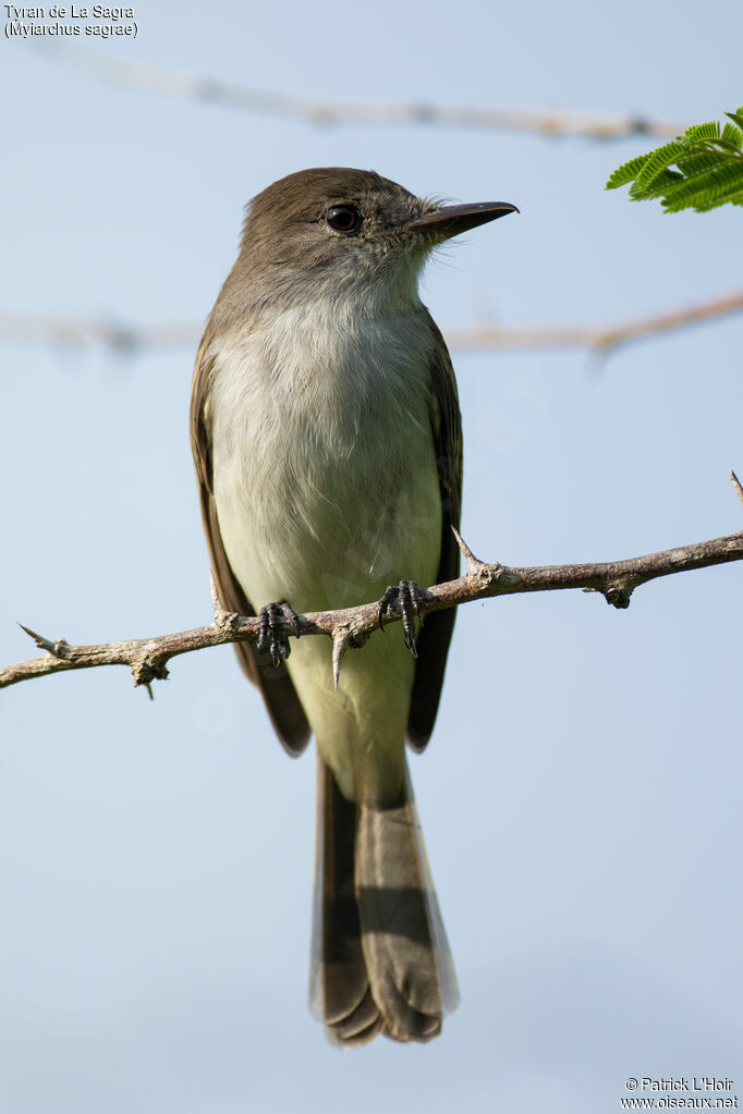 La Sagra's Flycatcher