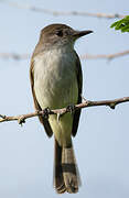 La Sagra's Flycatcher