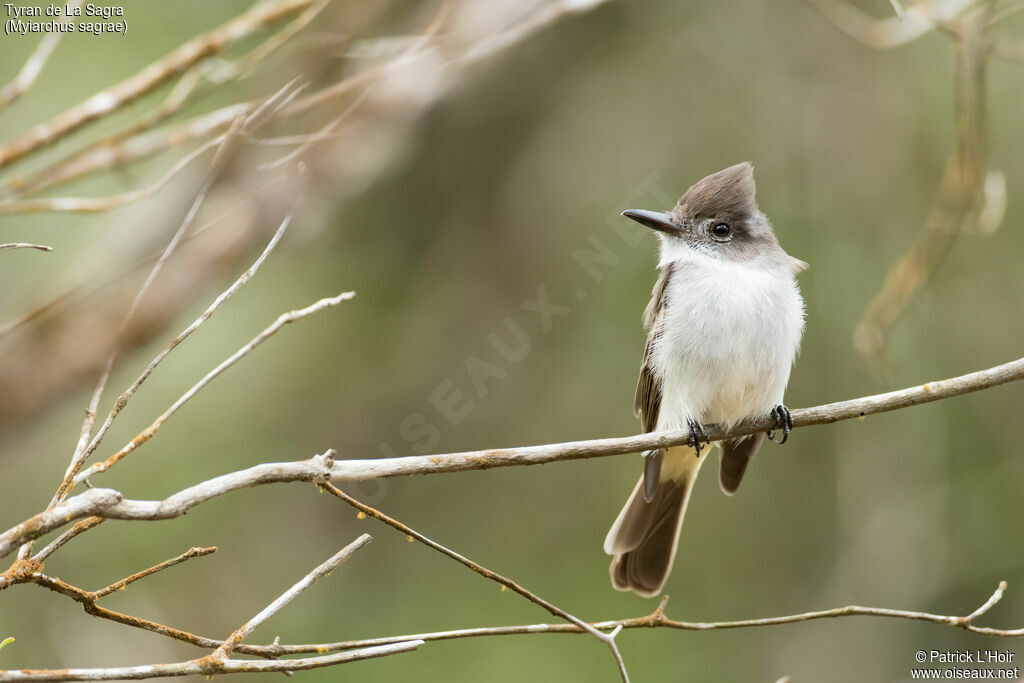 La Sagra's Flycatcher