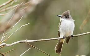 La Sagra's Flycatcher