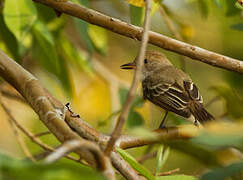 Nutting's Flycatcher