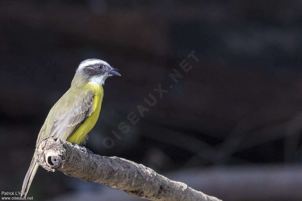 White-ringed Flycatcheradult