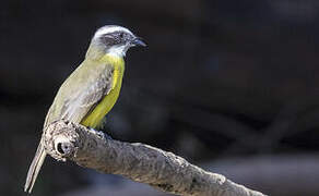 White-ringed Flycatcher