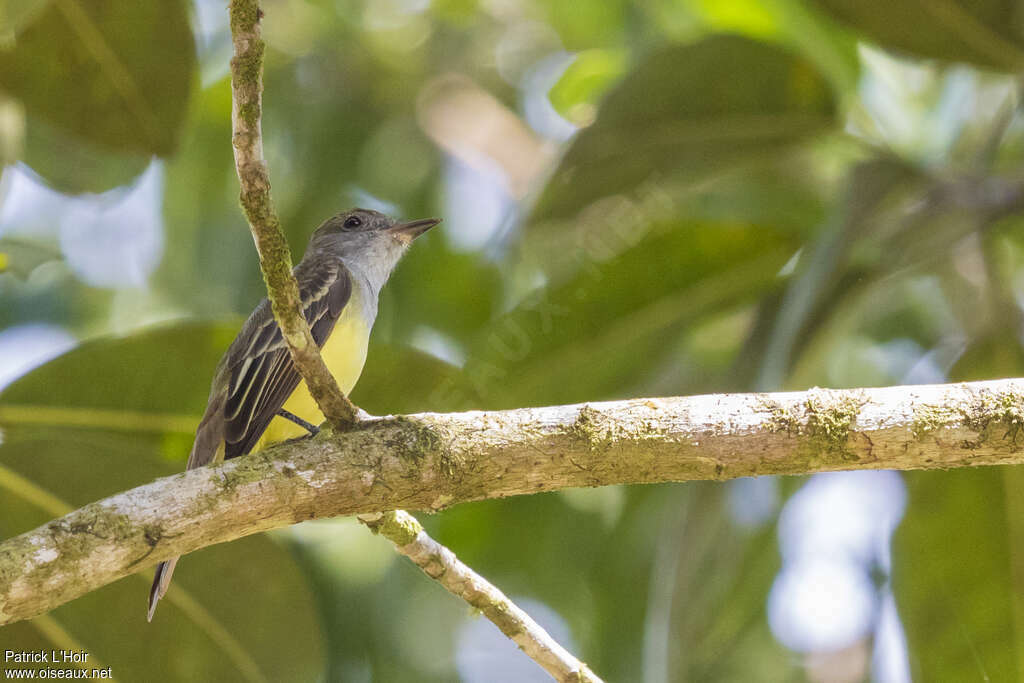 Panama Flycatcheradult, habitat, pigmentation