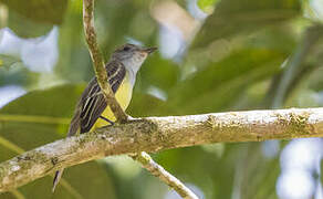 Panamanian Flycatcher