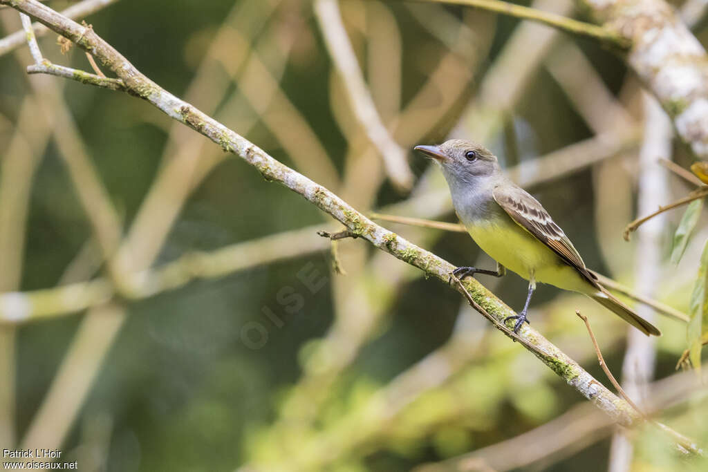 Great Crested Flycatcheradult, identification