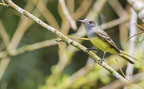 Great Crested Flycatcher