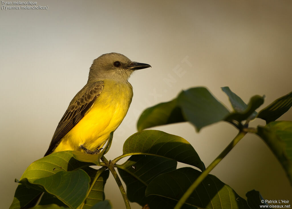 Tropical Kingbird