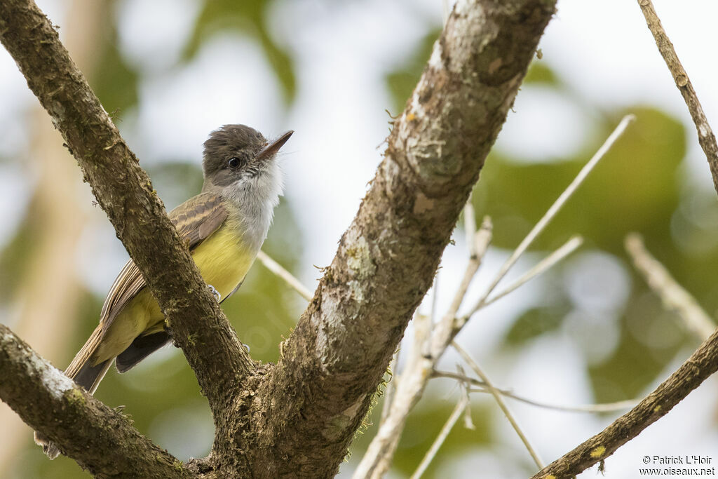 Dusky-capped Flycatcher