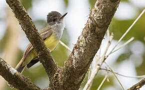 Dusky-capped Flycatcher