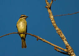 Piratic Flycatcher