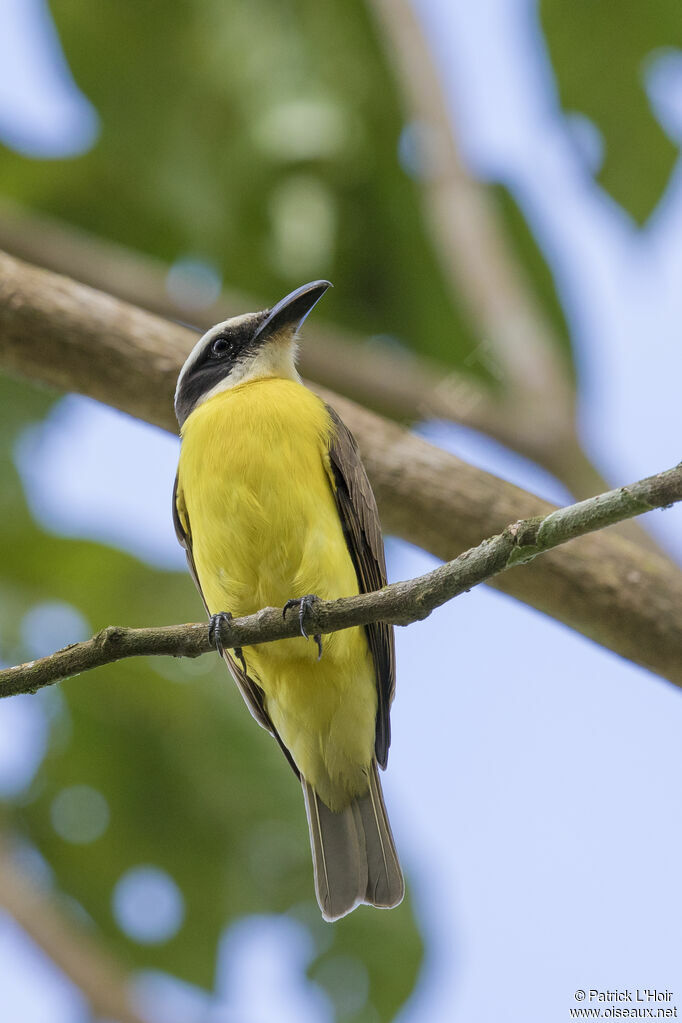 Boat-billed Flycatcher