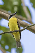 Boat-billed Flycatcher