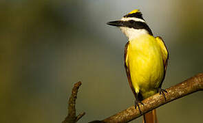 Great Kiskadee